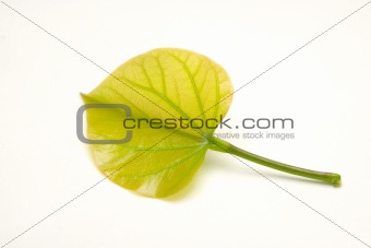 heart shape leaf on white background