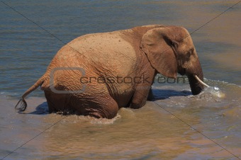 Playfull Elephant