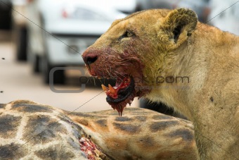 Bloody Lioness