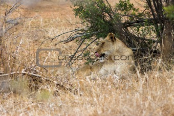 Lioness Licking