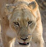 Lioness headshot