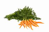 carrot on white background