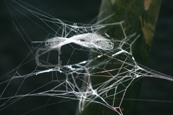 Spiderweb