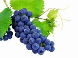 Fresh grape cluster with green leafs