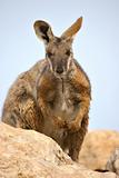 yellow footed rock wallaby