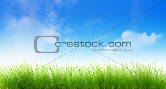 Wet grass with blue sky