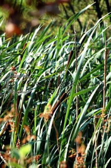 sunny green reeds swayed by the wind
