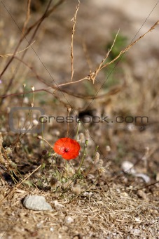 rare poppy flower from the island of corsica