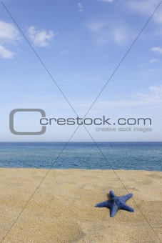 blue starfish on empty beach, corsica, france