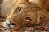 lion stare