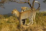 leopards on mound