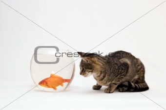 Gold  fish and cat