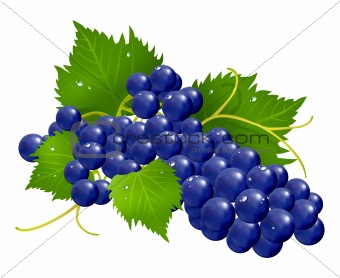 Grape brunch