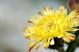 Yellow compositae flower