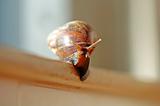 A slithered snail