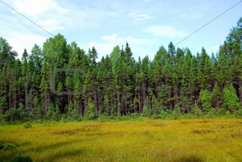 Forest and meadow
