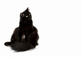 Black cat sitting on the left and watching to the right isolated on white