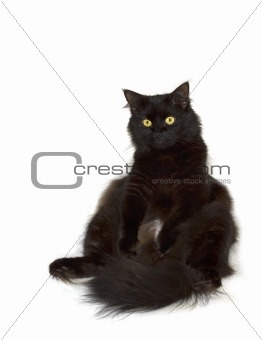 Black cat watching to you directly isolated on white