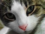Cat face closeup