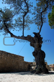 an old tree on a castle in lisboa