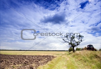 Tree in the rural