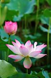 Blooming lotus flowers