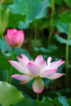 Blooming lotus flowers