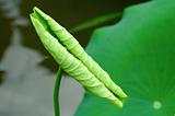 Curly lotus leaf