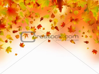Vivid autumnal leaves frame for your text.