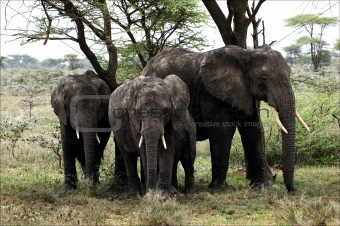 Elephants under a tree.