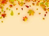 Autumn card of multicolor leafs.