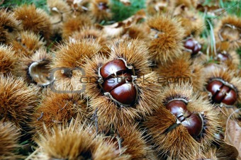chestnuts with curls