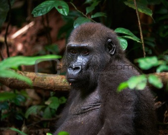 Portrait of Western Lowland Gorilla