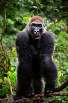 Portrait of male Western Lowland Gorilla.