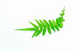 Young fern leaf
