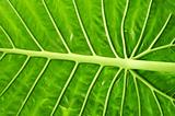 green yam leaf texture