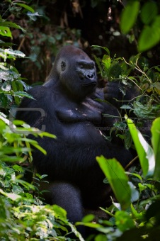 Portrait of male Lowland Gorilla.