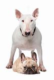 Bull terrier and French bulldog
