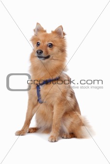 Dutch keeshond isolated on a white background