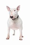 Bull terrier isolated on a white background