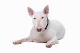 Bull terrier isolated on a white background