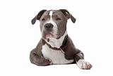 american staffordshire bull terrier isolated on a white background