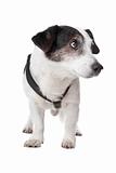 jack russel terrier isolated on a white background