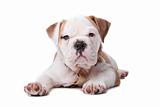 english Bulldog puppy lying down in front of white background