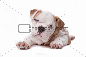 english Bulldog puppy lying down in front of white background
