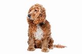 old Cocker Spaniel isolated on a white background