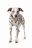 blind and old Dalmatian stading in front of white background