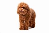 Brown toy poodle with classic grooming in a pose