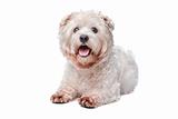 West Highland White Terrier in front of white background