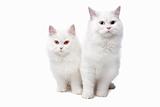 two White cats with blue and yellow eyes. On a white background